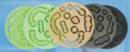 Yucera Dental Monolayer PMMA Dentalprothetik und Anwendungen CAD/CAM